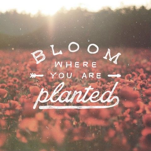 Bloom Where You Are Planted